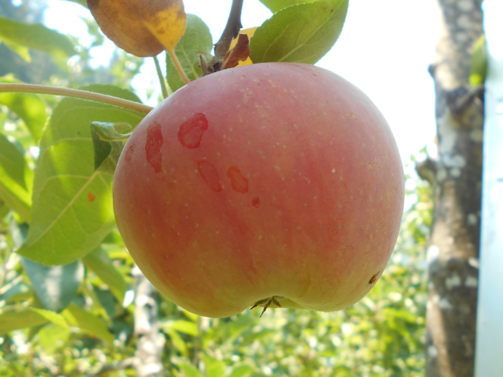 fruitwood_image_unavailable3